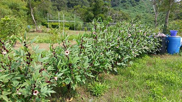 洛神花開 希望山丘 痞客邦 洛神花開 希望山丘 痞客邦