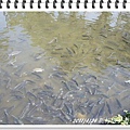 DSC03427.JPG