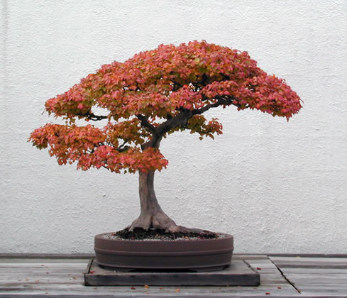 23-Acer_buergerianum_fs.jpg