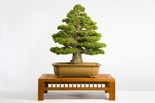 40-Pinus_parviflora_Zuisyo__fs.jpg