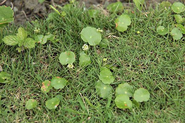 草皮裡常見的雜草野花23種 思在樹人 痞客邦 草皮裡常見的雜草野花23種 思在樹人 痞客邦