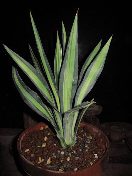 0114 007.jpg 0114 007.jpg