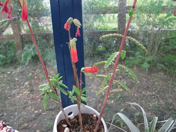 不死鳥的鳥花 思在樹人 痞客邦