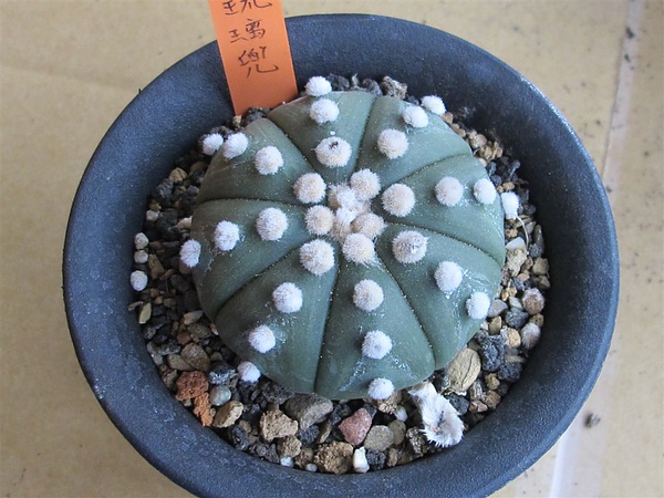 超兜 開花 和兜 思在樹人 痞客邦