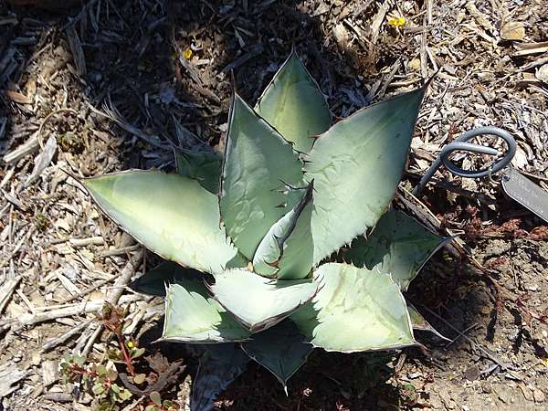 嚴龍agave Titanota知多少 思在樹人 痞客邦