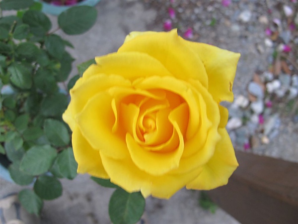 Rose 016.jpg