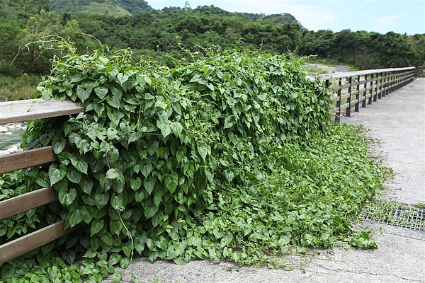 小花蔓澤蘭 這有樹癌之稱 思在樹人 痞客邦 小花蔓澤蘭 這有樹癌之稱 思在樹人 痞客邦