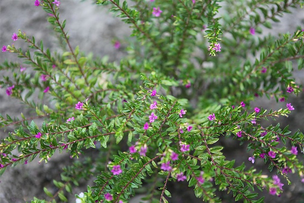 細葉雪茄花小靠多取勝 思在樹人 痞客邦