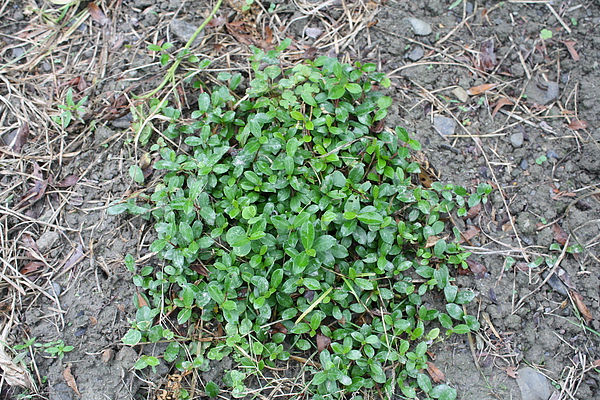 20100626 073.jpg 20100626 073.jpg