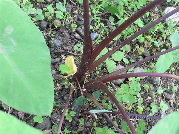 水陸兩棲的紫芋 思在樹人 痞客邦 水陸兩棲的紫芋 思在樹人 痞客邦
