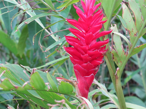 紅花月桃 思在樹人 痞客邦