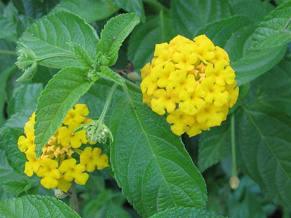 黃花馬櫻丹 思在樹人 痞客邦