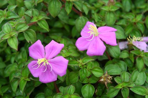 20100626 083.jpg 20100626 083.jpg