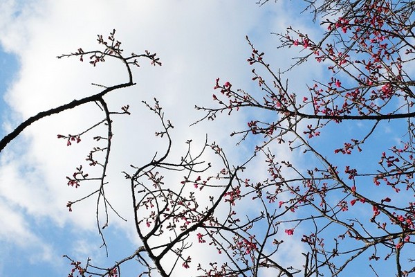山櫻花
