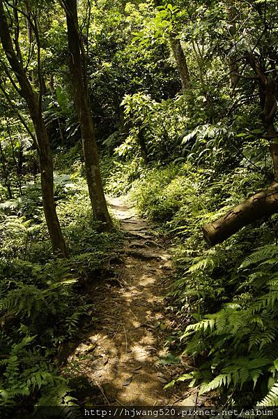 賞桐步道