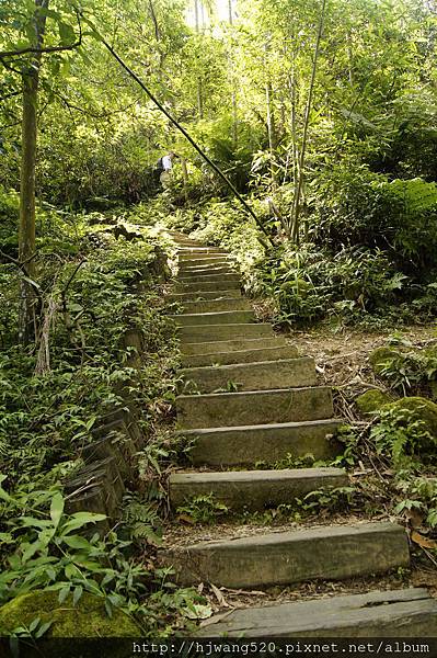 賞桐步道