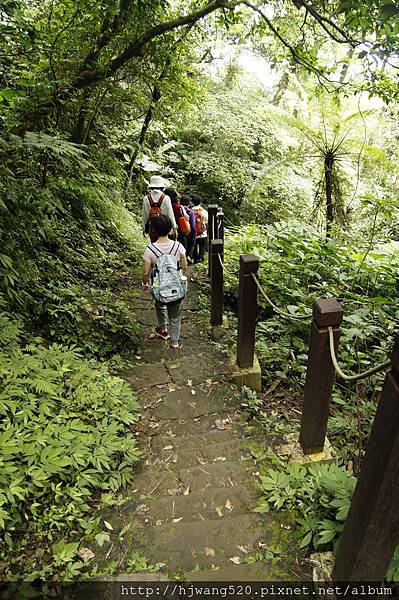 賞桐步道