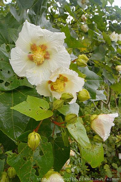 山芙蓉