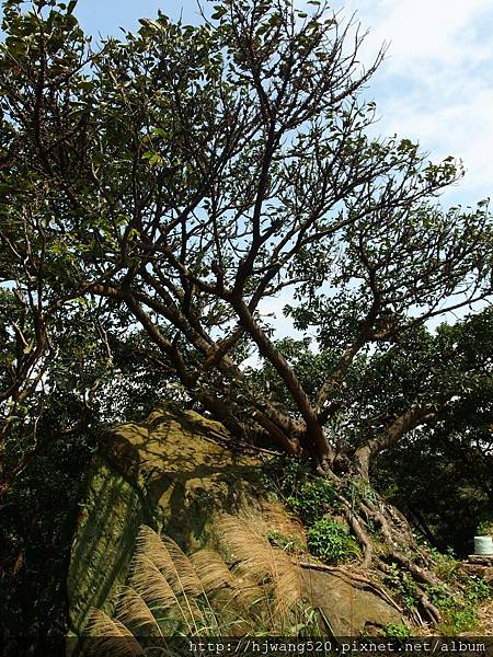 百年大榕樹