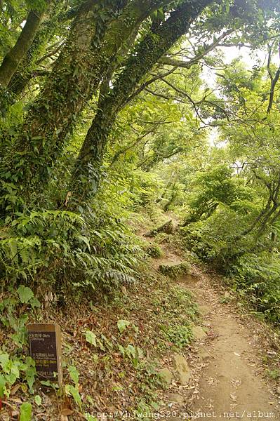 大屯山南峰