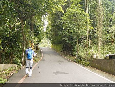 賞桐步道