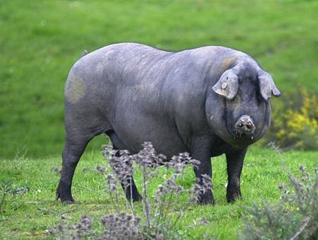 cerdo iberico