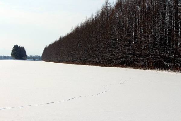 1701北海道3373-IMG_1611