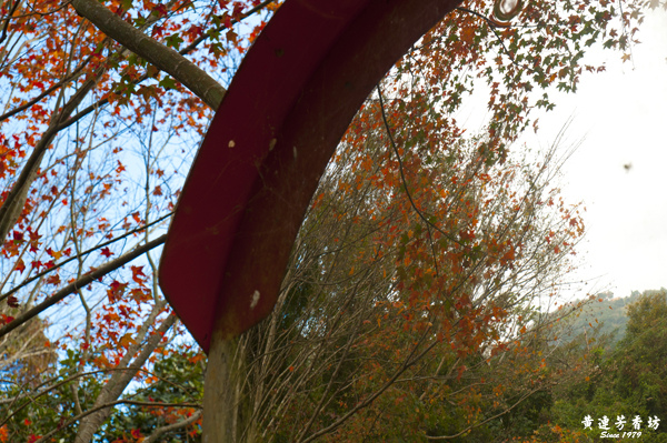 桃園拉拉山追楓去 -4.jpg