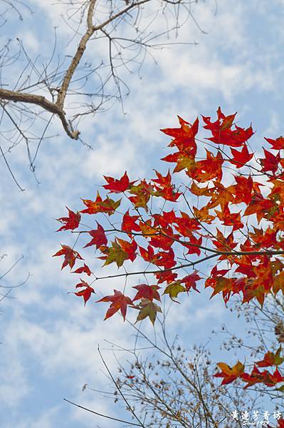 桃園拉拉山追楓去 -7.jpg