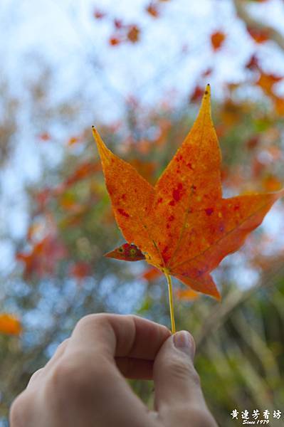 桃園拉拉山追楓去.jpg