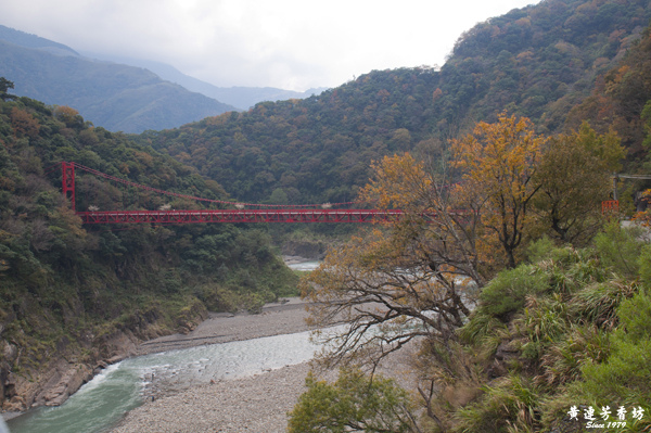 桃園拉拉山追楓去 -1.jpg