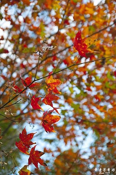 桃園拉拉山追楓去 -8.jpg