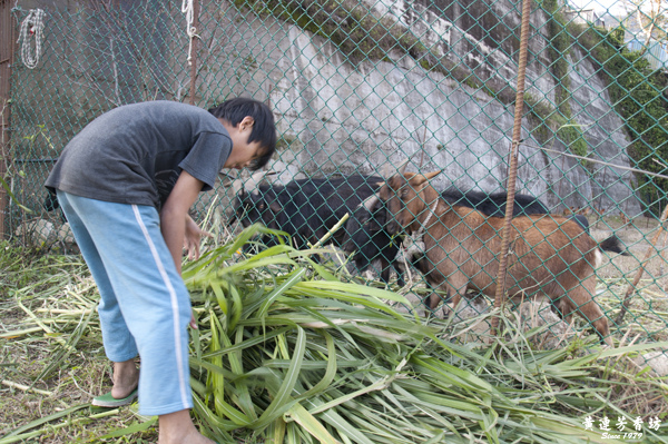 桃園拉拉山追風去 -3.jpg