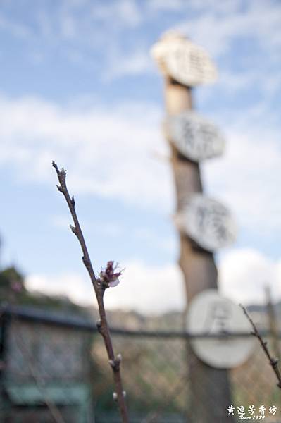 桃園拉拉山追風去 -2.jpg