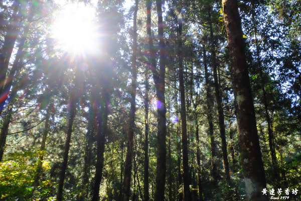 宜蘭明池森林遊樂區-4.jpg 宜蘭明池森林遊樂區-4.jpg