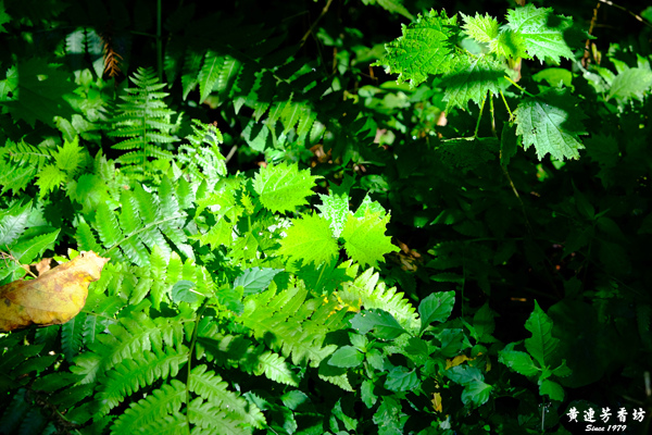 宜蘭明池森林遊樂區-13.jpg 宜蘭明池森林遊樂區-13.jpg