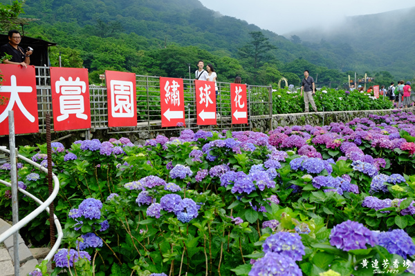 陽明山踏青, 竹子湖繡球花海-1.jpg 陽明山踏青, 竹子湖繡球花海-1.jpg
