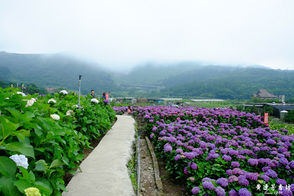 陽明山踏青, 竹子湖繡球花海.jpg 陽明山踏青, 竹子湖繡球花海.jpg