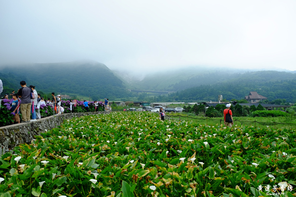 陽明山踏青, 竹子湖繡球花海-3.jpg 陽明山踏青, 竹子湖繡球花海-3.jpg