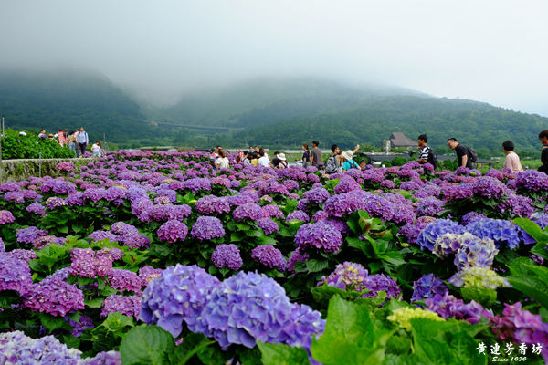 陽明山踏青, 竹子湖繡球花海-2.jpg 陽明山踏青, 竹子湖繡球花海-2.jpg