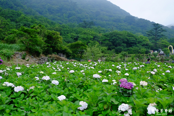 陽明山踏青, 竹子湖繡球花海-4.jpg 陽明山踏青, 竹子湖繡球花海-4.jpg
