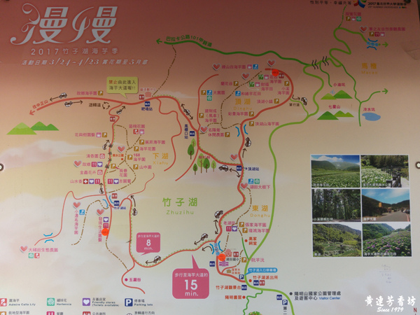 陽明山踏青, 竹子湖繡球花海-5.jpg 陽明山踏青, 竹子湖繡球花海-5.jpg