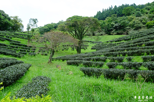 三峽熊空茶園,蜜香紅茶的故鄉-3.jpg 三峽熊空茶園,蜜香紅茶的故鄉-3.jpg