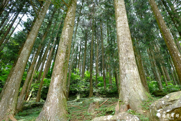 三峽熊空茶園,蜜香紅茶的故鄉-5.jpg 三峽熊空茶園,蜜香紅茶的故鄉-5.jpg