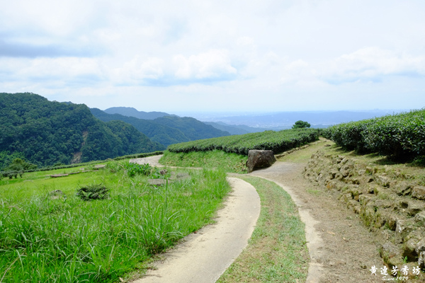 三峽熊空茶園,蜜香紅茶的故鄉-7.jpg 三峽熊空茶園,蜜香紅茶的故鄉-7.jpg