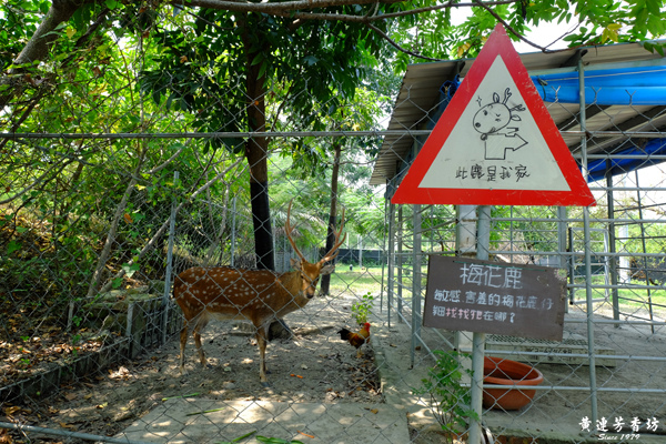 台南新市, 樹谷農場.jpg