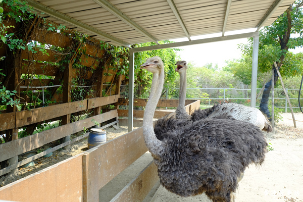 台南新市, 樹谷農場-8.jpg