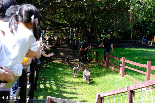 桃園埔心牧場，餵動物、烤肉、露營好好玩.jpg