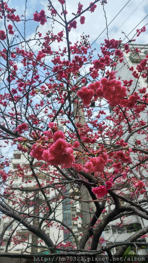 中壢櫻花步道 │【莒光公園】春節連假賞櫻季，中壢幸福街賞櫻花