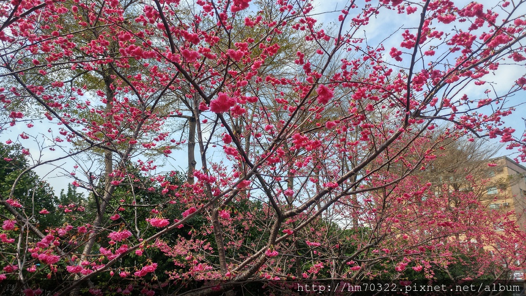 中壢櫻花步道 │【莒光公園】春節連假賞櫻季，中壢幸福街賞櫻花